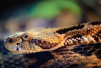 A closeup of a timber rattlesnake. 