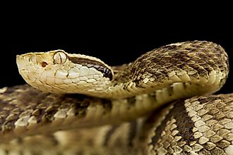 A jararaca (Bothrops jararaca)