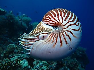 A nautilus in the water.