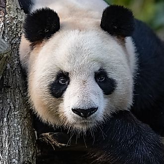A giant panda lying, looking at camera.