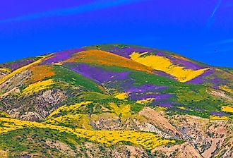 California wildflower super bloom in Carrizo Plain National Monument in spring.
