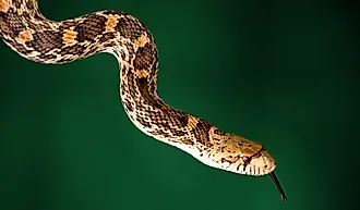 Two meters long bullsnake.