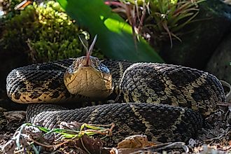 A Central American bushmaster (Lachesis stenophrys)