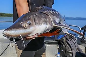 Wild white sturgeon caught and released in the Columbia River, Oregon
