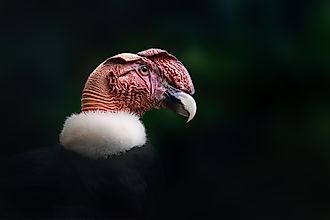 An Andean condor (Vultur gryphus)