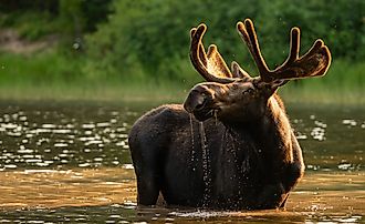 Moose are responsible for some of the most human-wildlife encounters to date. Credit: Kelly VanDellen/ Shutterstock.com