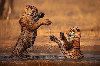 Tigers (Panthera tigris) play fighting in India