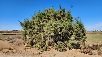 A dense, bushy Tamarix (salt cedar) 