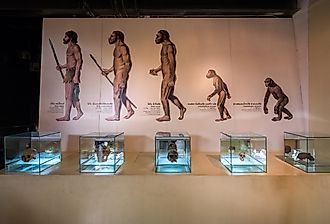 Homo sapien fossils at Sirindhorn Dinosaur Museum in northeast Thailand. Image Credits: COCKTAIL via Shutterstock