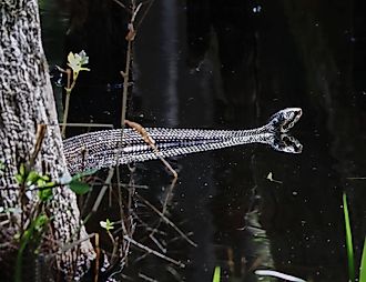 A water moccasin, or cottonmouth snake, swimming in water.