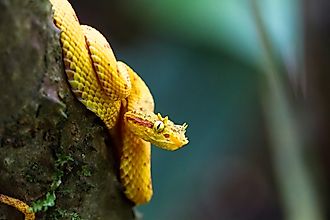 An eyelash viper (Bothriechis schlegelii)