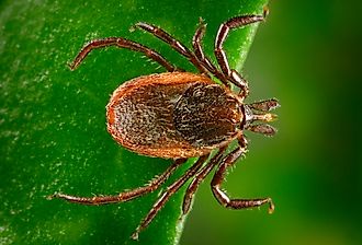 Adult female western blacklegged tick, Ixodes pacificus. Image credit CDC/ Dr. Amanda Loftis, Dr. William Nicholson, Dr. Will Reeves, Dr. Chris Paddock/ James Gathany, Public domain, via Wikimedia Commons