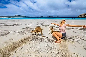 A joyful Caucasian woman with open arms stands near two kangaroos at Lucky Bay in Cape Le Grand National Park, Esperance, Western Australia.