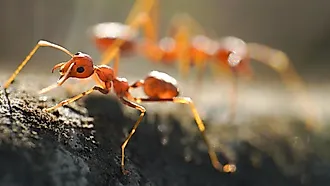 Red ants, often referred to as fire ants, are a group of several species known for their reddish appearance and painful stings.