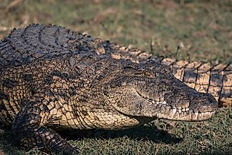An American crocodile in a grassy field during daytime. 