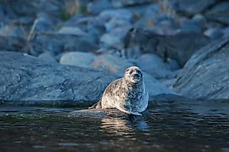 The Ladoga ringed seal, rare and endangered species