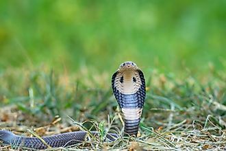 A monocled cobra (Naja kaouthia)