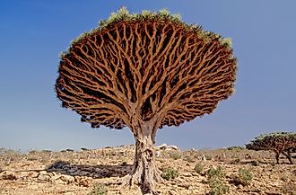 Dragon blood tree, is a dragon tree native to the Socotra archipelago, part of Yemen. 