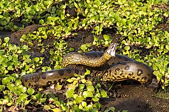 Northern Green Anaconda. Editorial credit: Wikimedia Commons