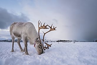 Caribou in snow