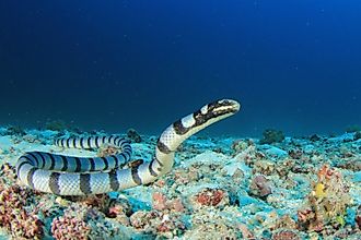 Banded sea krait.