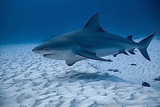 A bull shark (Carcharhinus leucas)
