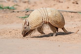 A Southern three-banded armadillo (Tolypeutes matacus)