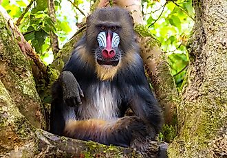 Mandrills display vibrant colors on their faces and rumps. 