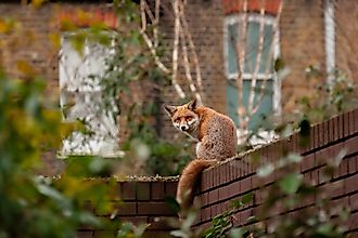 A red fox on a residential brick wall.
