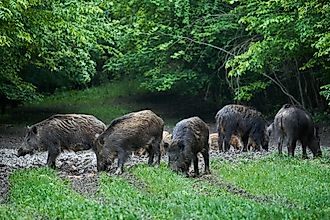 A herd of wild hogs (feral pigs) of all ages, rooting in the forest, after sunset. Credit: Slatan/Shutterstock.com