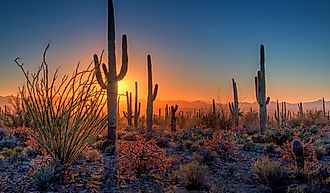 The sun sets amongst the cactus at Saguaro National Park, Arizona.