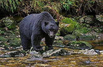 American Black Bear in the water, with its fur glistening and a serene natural backdrop.