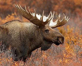A majestic bull moose in the wild.