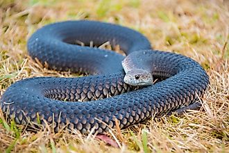 A tiger snake curled up in dry grass.