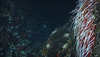 Giant Tube Worms Riftia pachyptila thriving at a deep-sea hydrothermal vent in the Mariana Trench. 