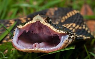 An eastern hognose snake posing aggressively, exposing its rear fangs.