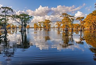 Bald cypress trees, Caddo Lake, Texas.