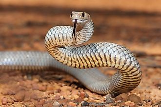 The highly venomous Australian eastern brown snake