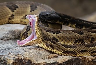 Timber Rattlesnake in the sun with it's mouth wide open.