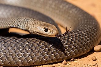 The eastern brown snake, found across Australia, is one of the fastest and most venomous snakes in the world.