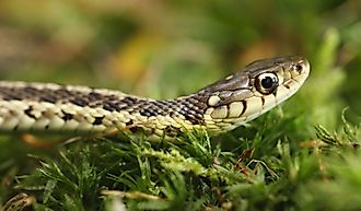 A common Garter snake (Thamnophis sirtalis).