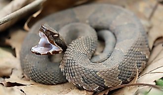A coiled up Cottonmouth snake showing its white mouth.