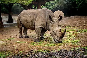 A Javan rhino (Rhinoceros sondaicus)