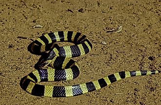 The banded krait (Bungarus fasciatus) is a highly venomous species of elapids endemic to Asia. 