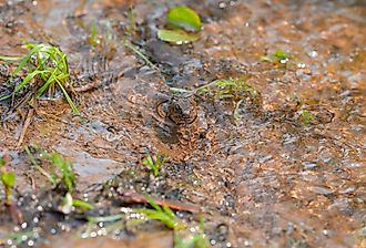 Water snake in the Delaware River