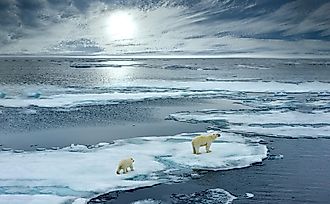 A female polar bear with cub on sea ice.