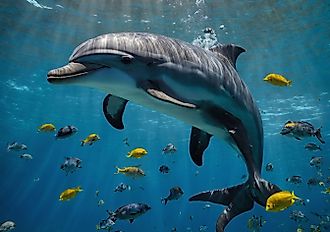 Dolphin swimming underwater near colorful fish.
