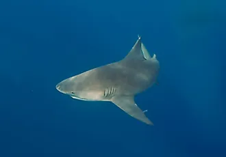 Bull Shark (Carcharhinus leucas)