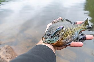 Bluegill Fish