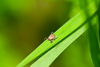 Male Pacific Coast Tick, Dermacentor occidentalis, on blade of grass